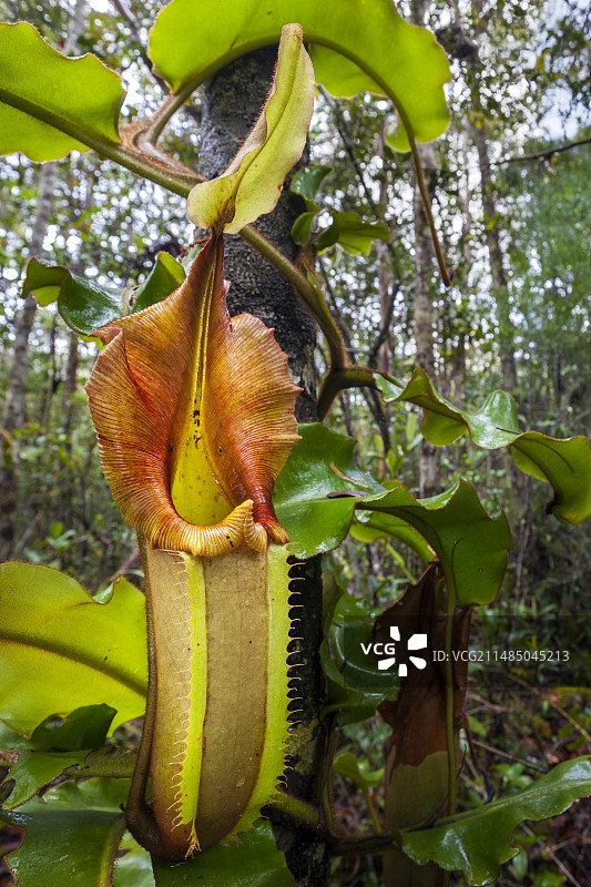 维奇猪笼草图片素材