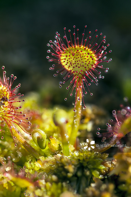 茅膏菜图片素材