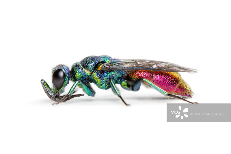 红尾姬蜂图片素材