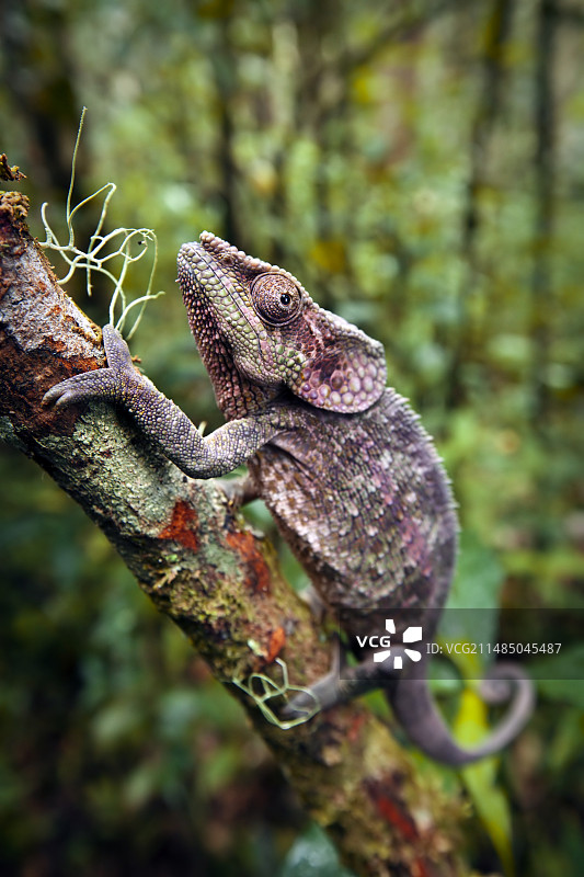 短角变色龙图片素材