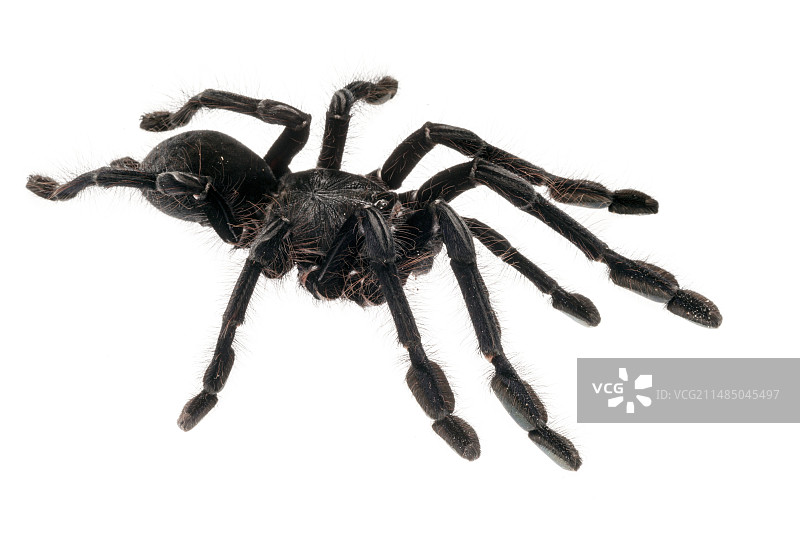 新加坡蓝色狼蛛图片素材