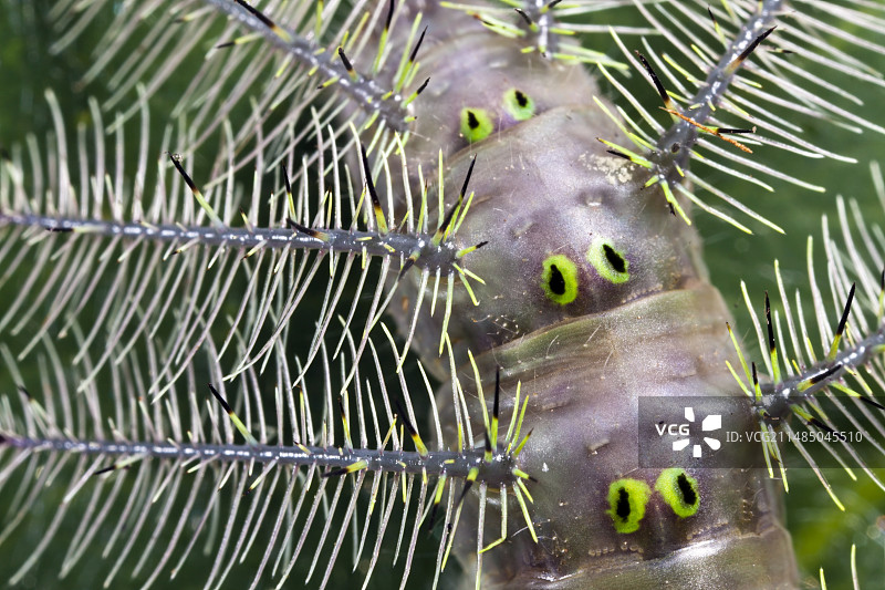 毛毛虫。图片素材