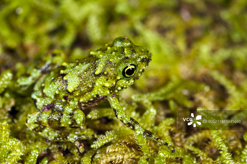 树洞蛙幼崽图片素材