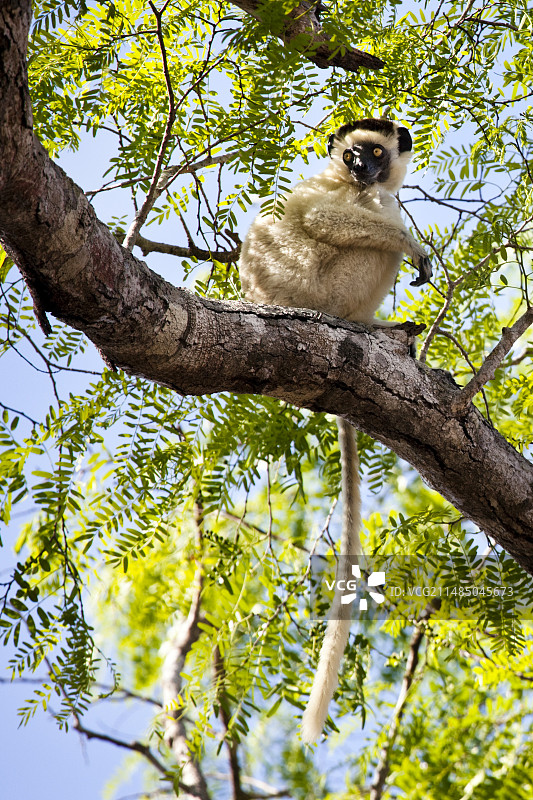 维氏冕狐猴图片素材