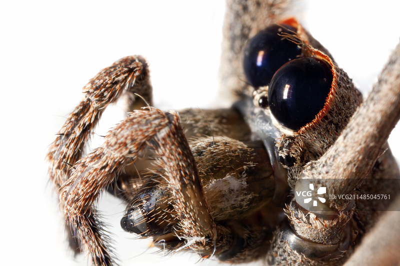 撒网蜘蛛图片素材