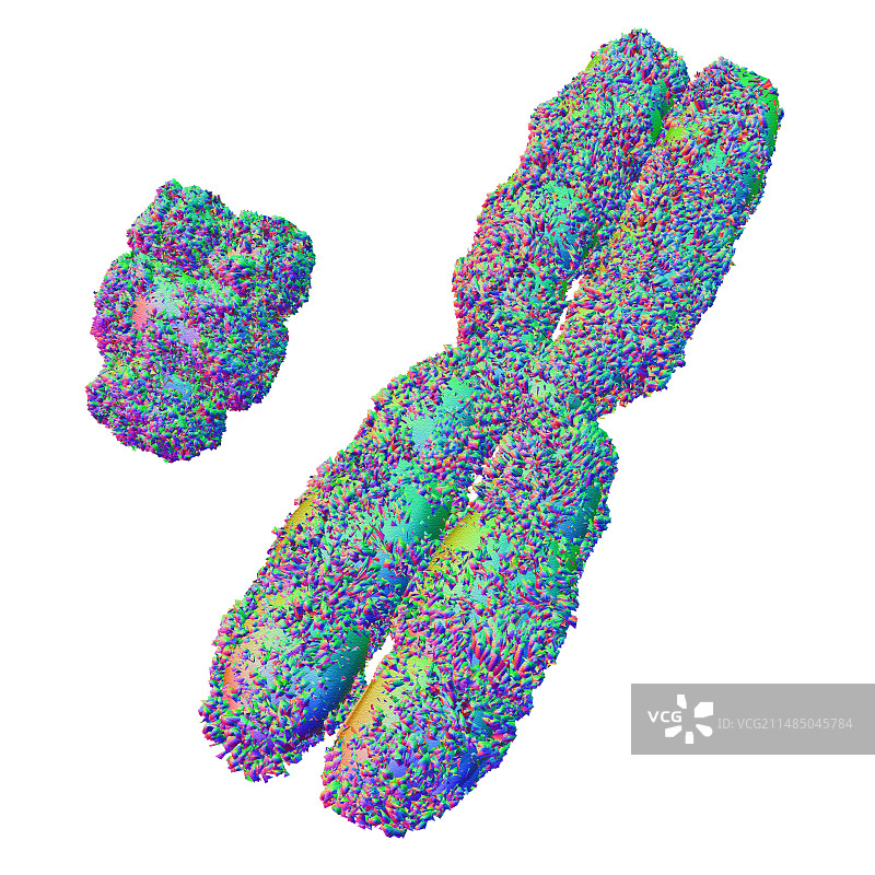 X和Y染色体图片素材