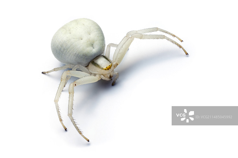 金色花蟹蛛图片素材