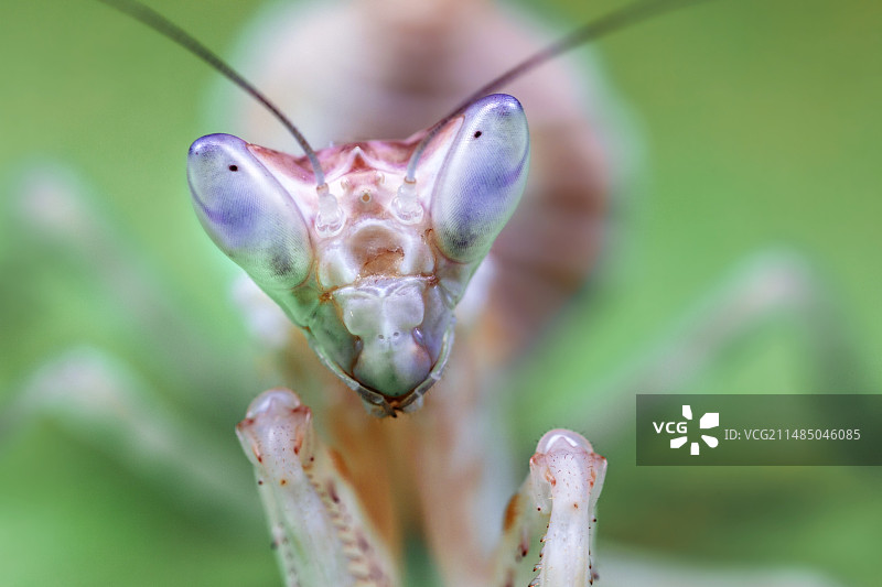 印度花螳螂图片素材