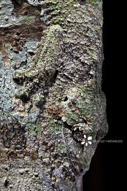 叶尾壁虎图片素材