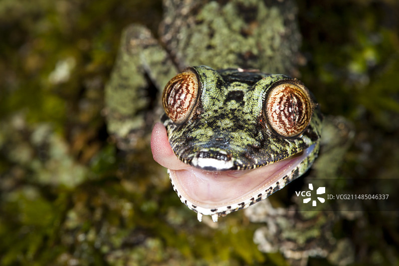 叶尾壁虎图片素材
