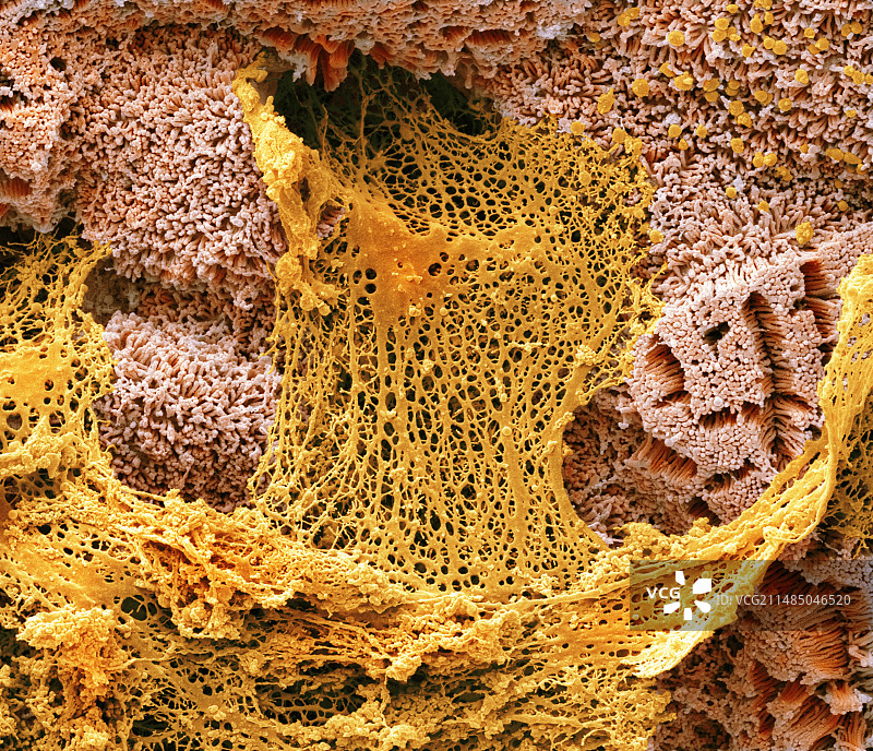 小肠中的黏液分泌，扫描电镜图片素材