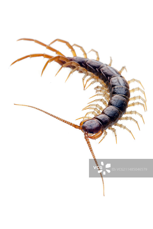 棕色蜈蚣图片素材