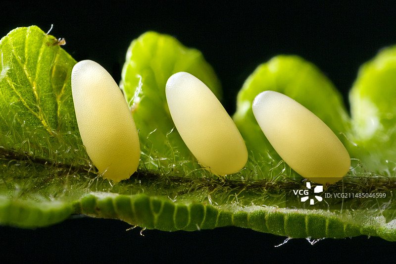 蓝色薄荷色甲虫卵图片素材