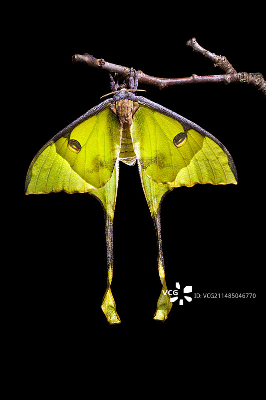 非洲月亮蛾图片素材