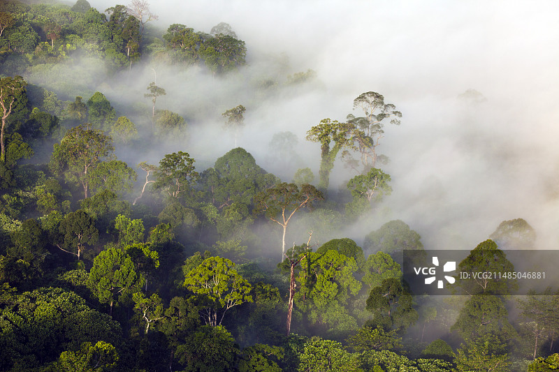 低地雨林图片素材