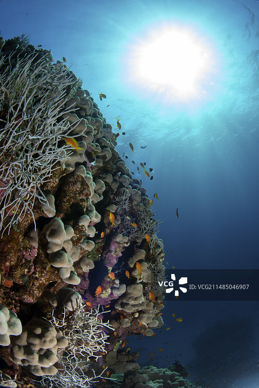 珊瑚礁和鱼图片素材