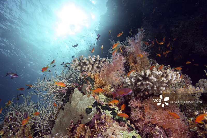 珊瑚礁和鱼图片素材