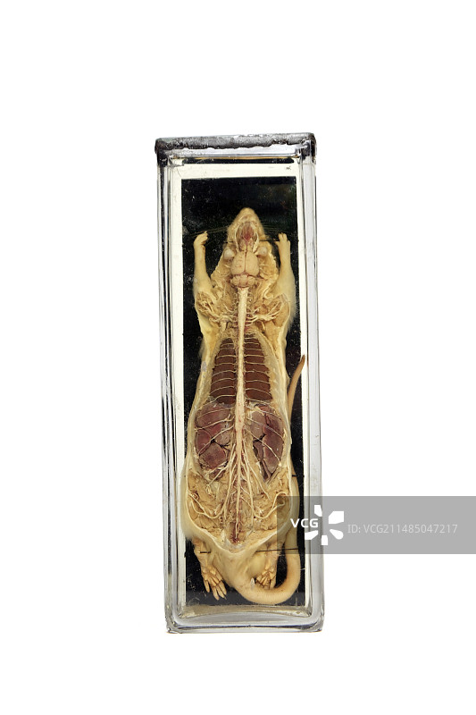 19世纪大鼠解剖标本图片素材