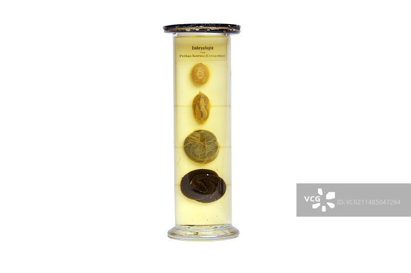 蛇的演变，19世纪标本图片素材