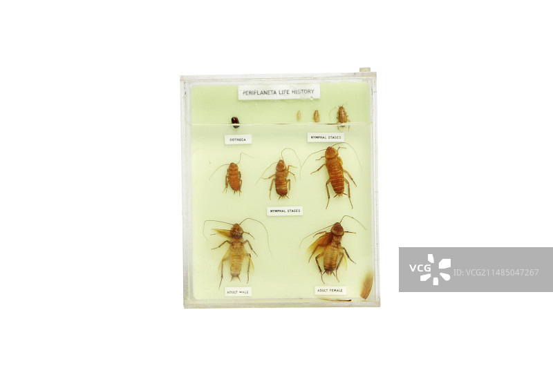 蟑螂生命周期标本图片素材