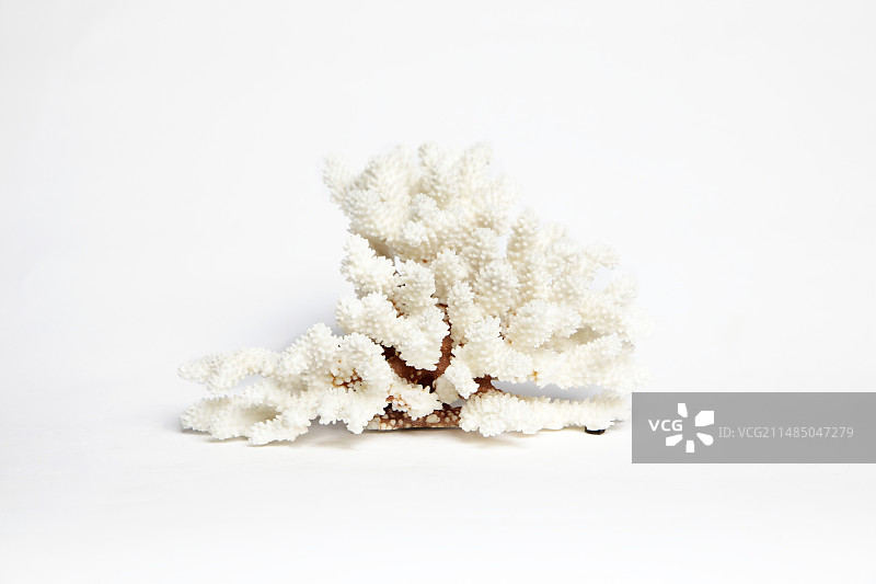 珊瑚样本图片素材