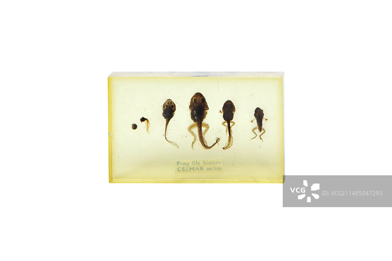 青蛙生命周期，保存标本图片素材