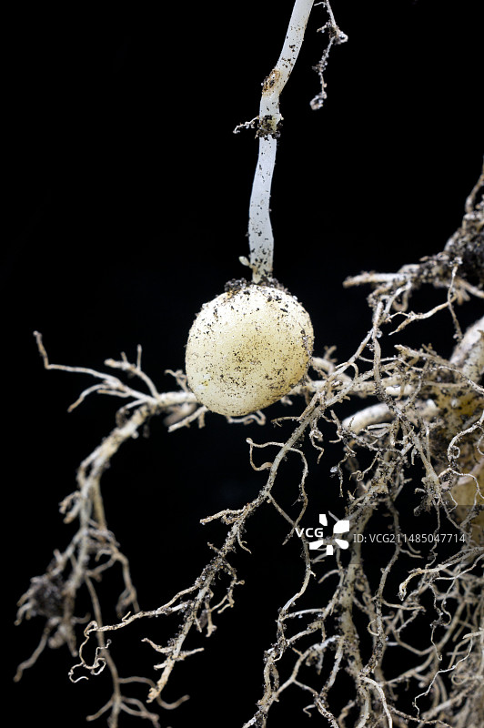 生长中的马铃薯块茎图片素材