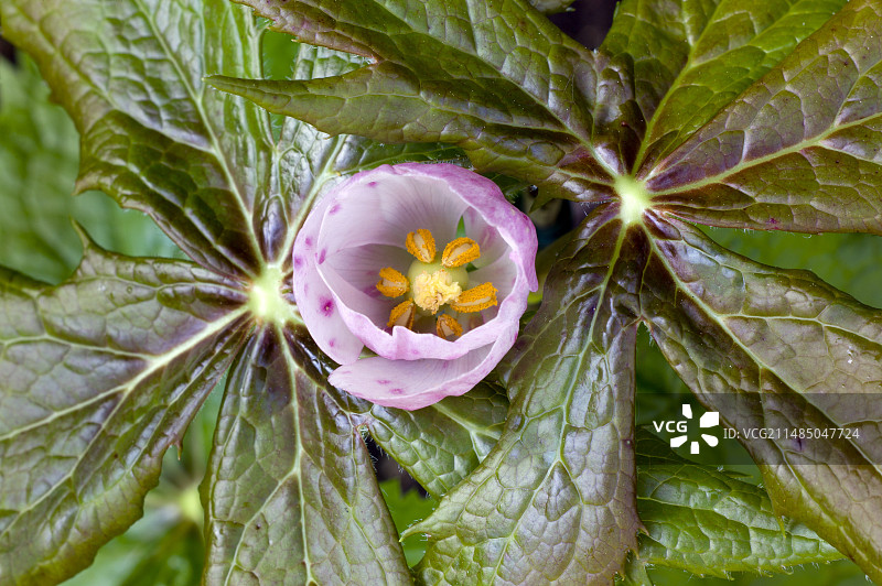 桃儿七花图片素材