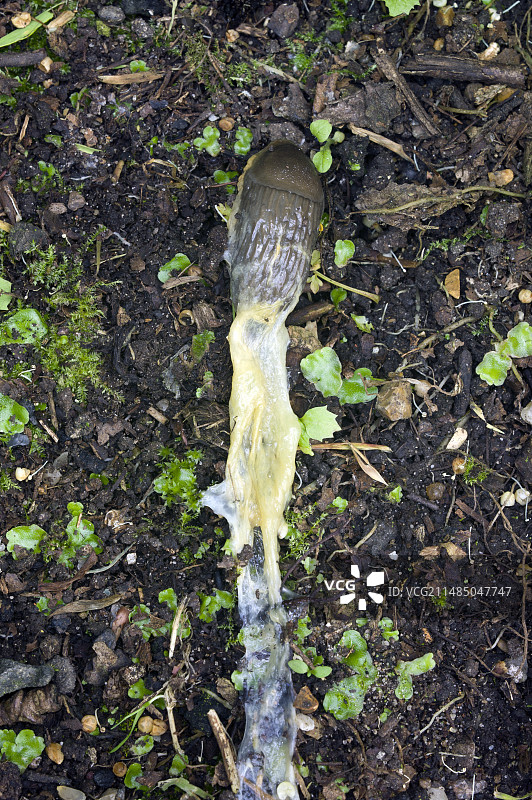 被甲醛毒害的蛞蝓图片素材