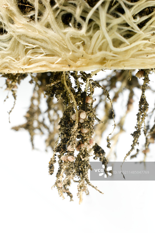 天然土壤的益处图片素材