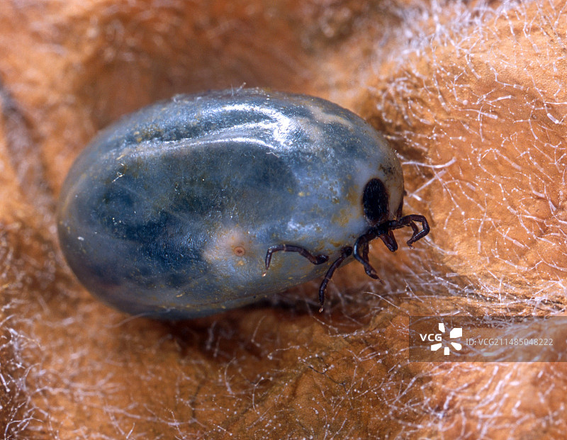 吸饱血的黑腿壁虱图片素材