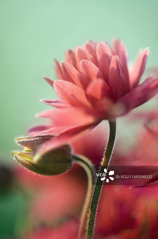 科伦拜恩“克莱门汀玫瑰”图片素材