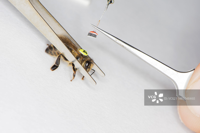 蜜蜂雷达追踪图片素材