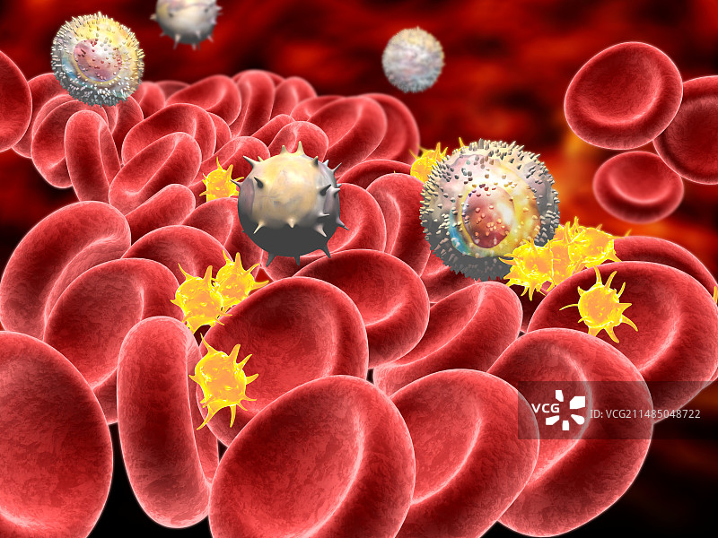血细胞图片素材