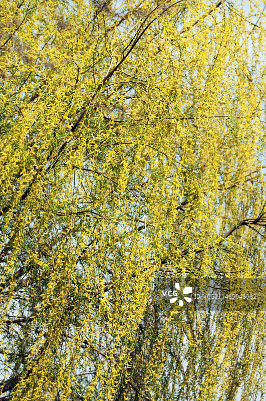 柳树(Salix)图片素材