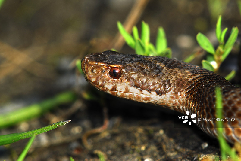年轻的蝰蛇图片素材