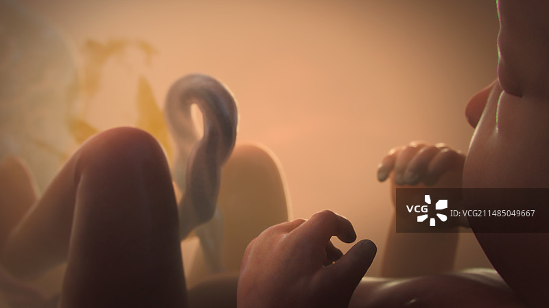 子宫内的胎儿图片素材