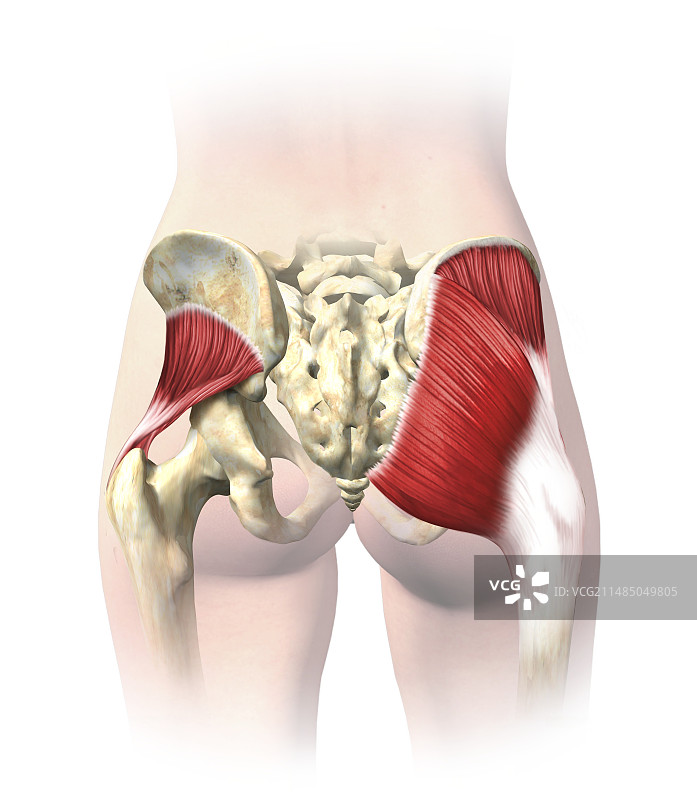 臀部肌肉，艺术作品图片素材