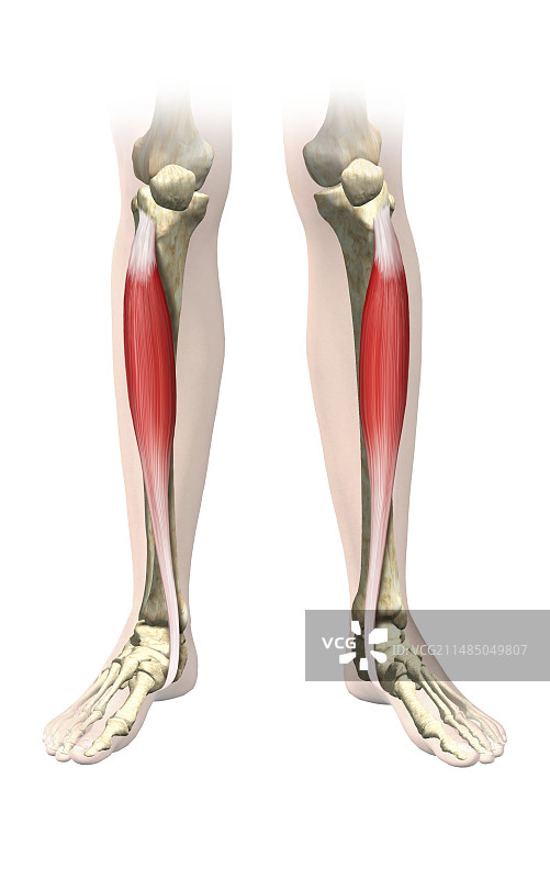 小腿肌肉，艺术作品图片素材