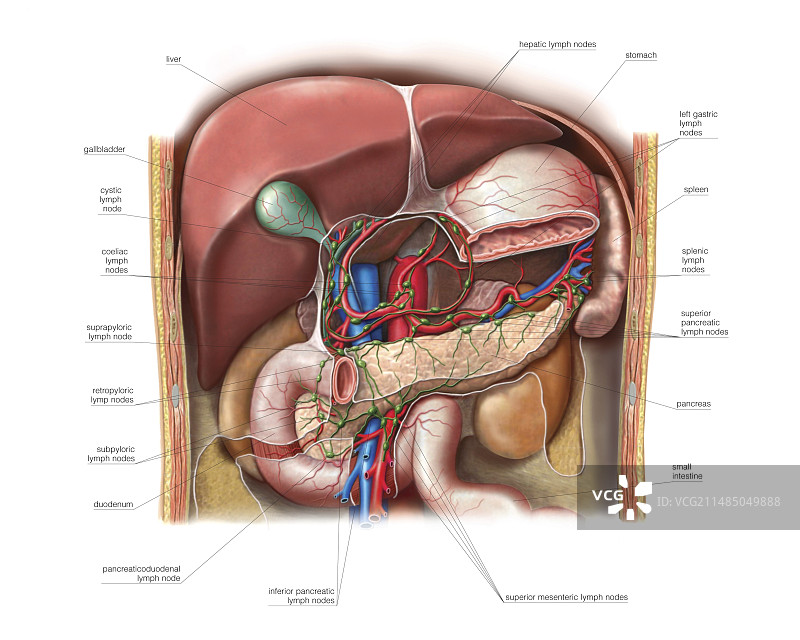 腹部淋巴系统艺术图图片素材