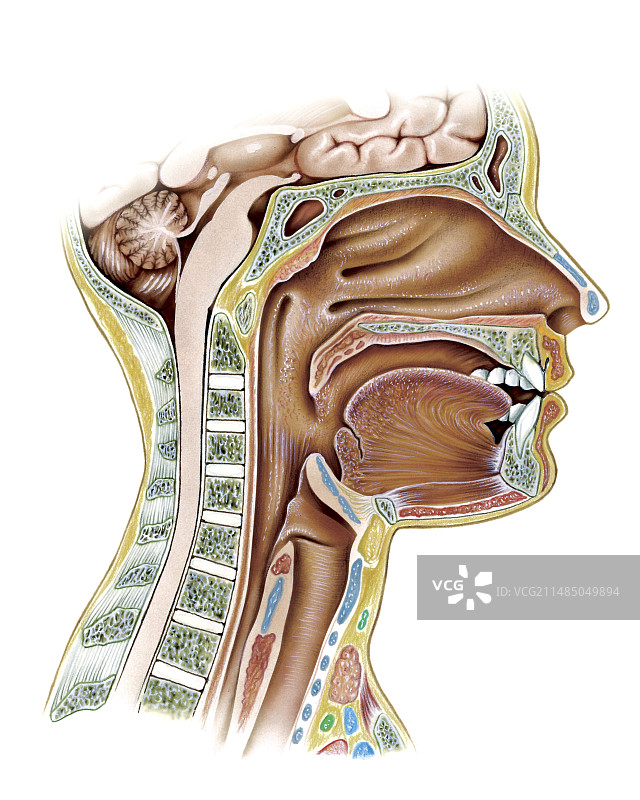 口腔和咽，艺术作品图片素材