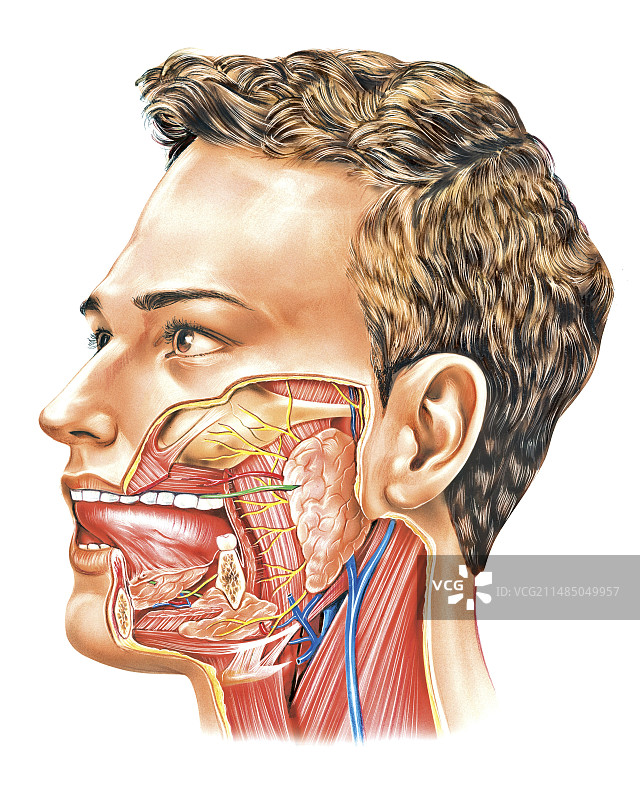 口腔腺体艺术图图片素材