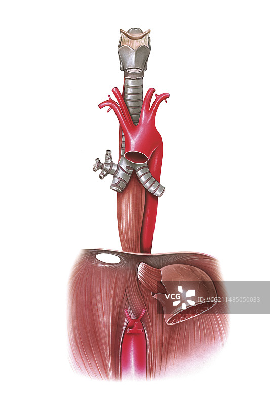 食道艺术图图片素材