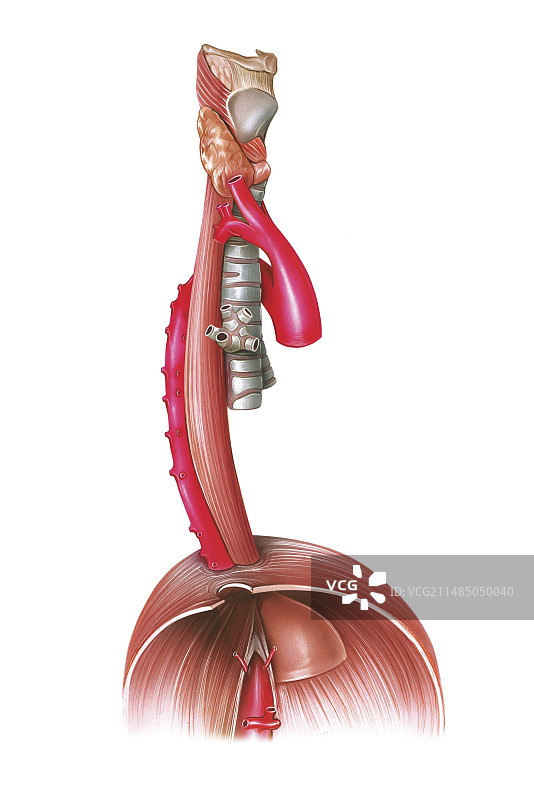 食道艺术图图片素材