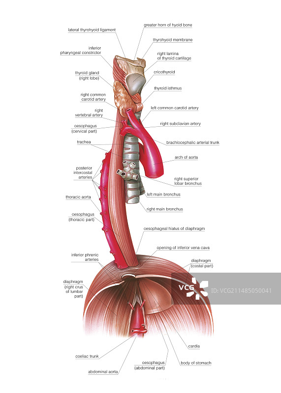 食道艺术图图片素材