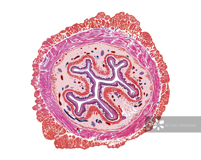 食道艺术图图片素材