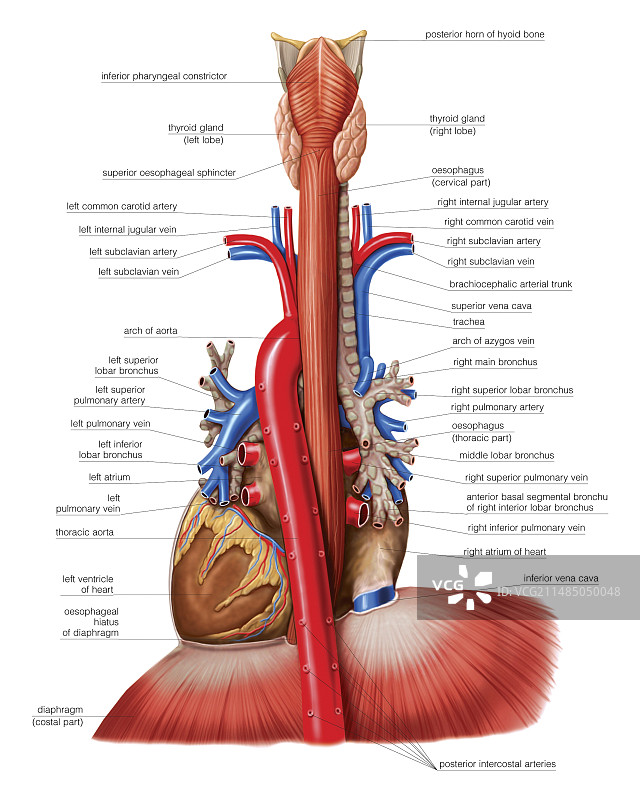食道和纵隔道图片素材