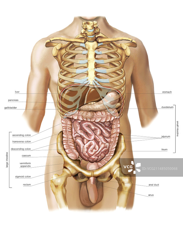 肠道艺术作品图片素材