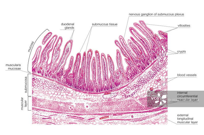 十二指肠壁结构图图片素材