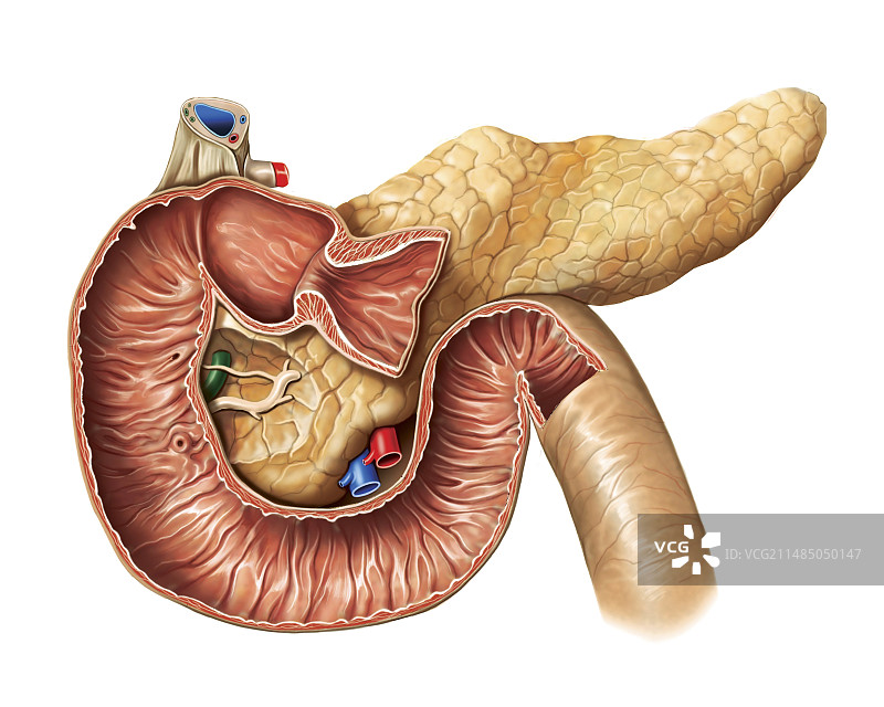 小肠、十二指肠，艺术作品图片素材